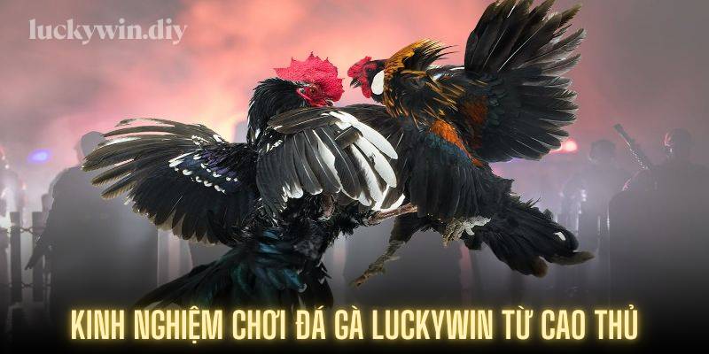Kinh nghiệm chơi đá gà Luckywin từ cao thủ